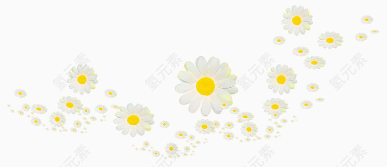 漂浮的贡菊