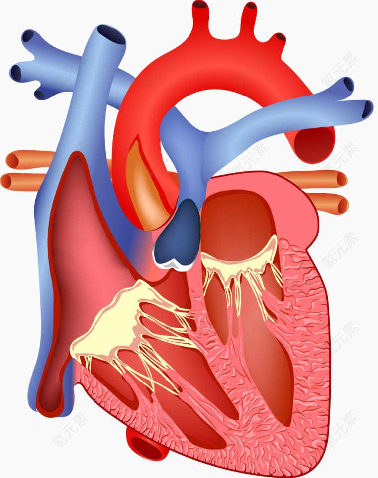 人体心脏解剖图
