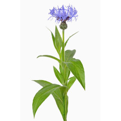 矢车菊摄影图片