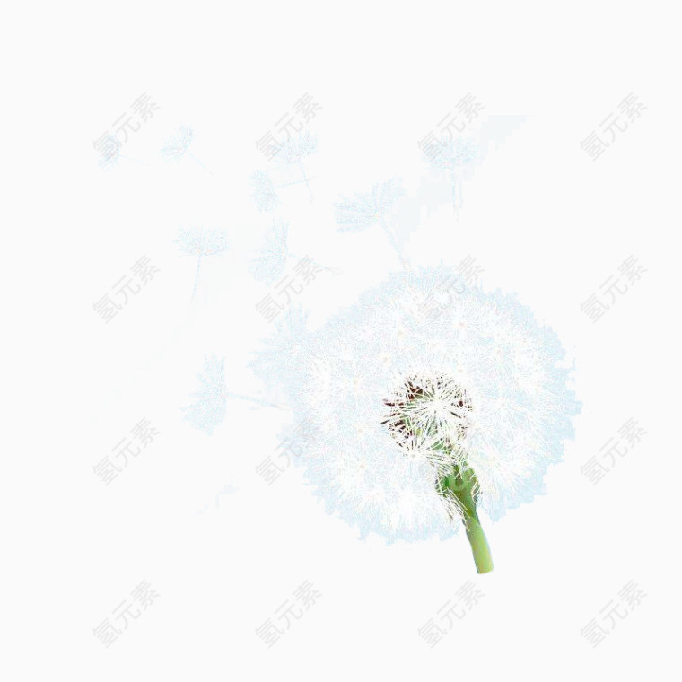 白色蒲公英纷飞