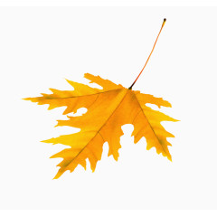 缤纷秋叶设计矢量素材