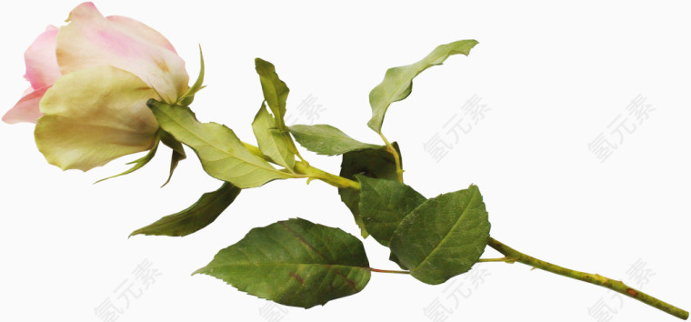 一束玫瑰花