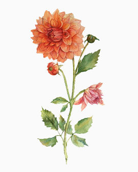 鲜艳的花朵