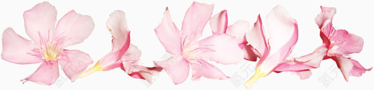好多小桃花