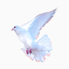 白色鸽子dove商业矢量图