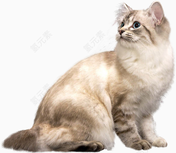 仰望的猫咪