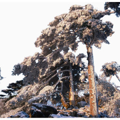 迎客松雪景