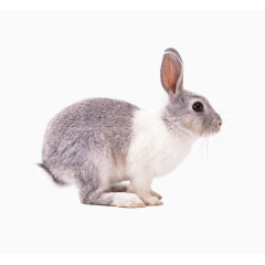 灰色小兔子