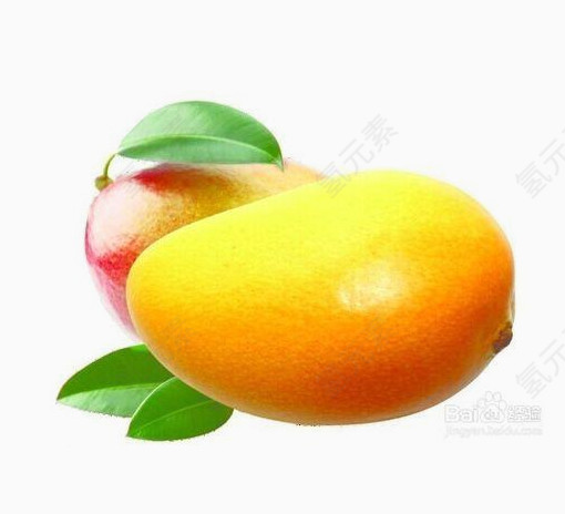 两个红芒果素材