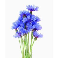 2017手绘水彩矢车菊