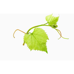 春天绿色藤蔓素材