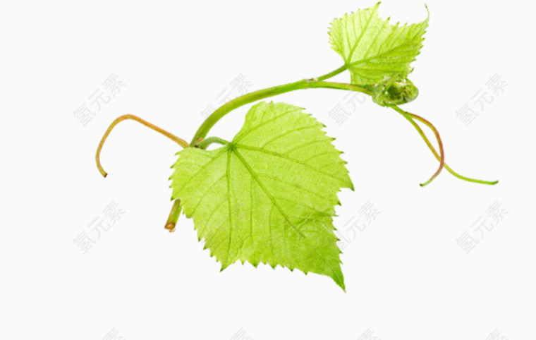 春天绿色藤蔓素材