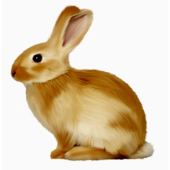 可爱小兔子