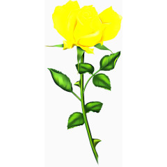 黄玫瑰