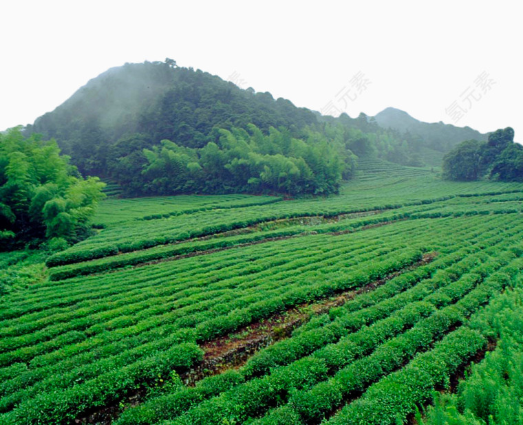 绿色茶田