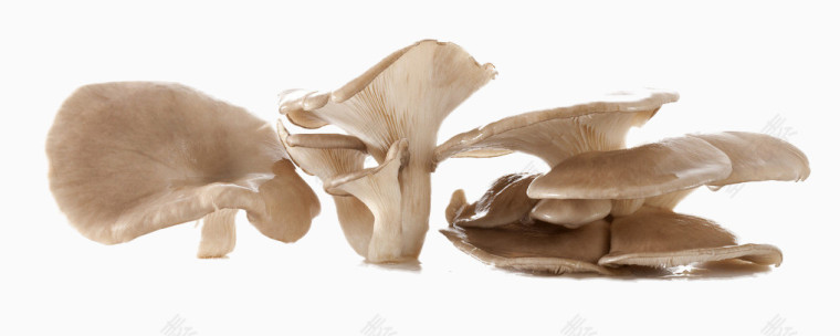 平菇实物图