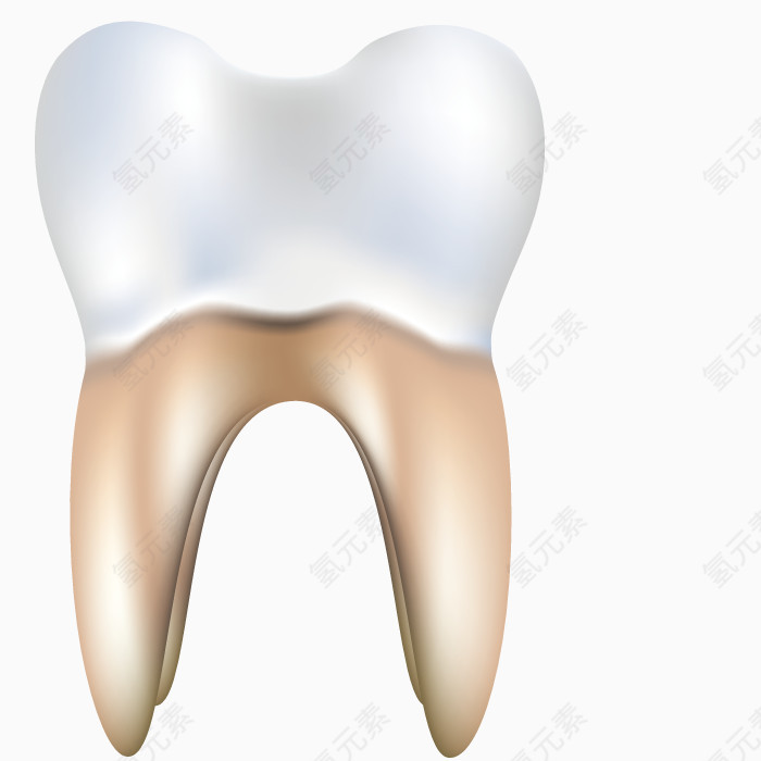 矢量艺术牙齿