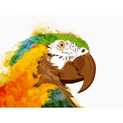 矢量水彩鹦鹉