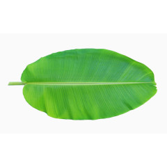 香蕉叶正面