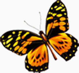 黑色与黄色相间的蝴蝶