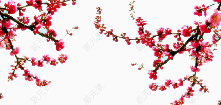梅花漫天