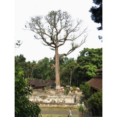 巴厘岛象窟风景
