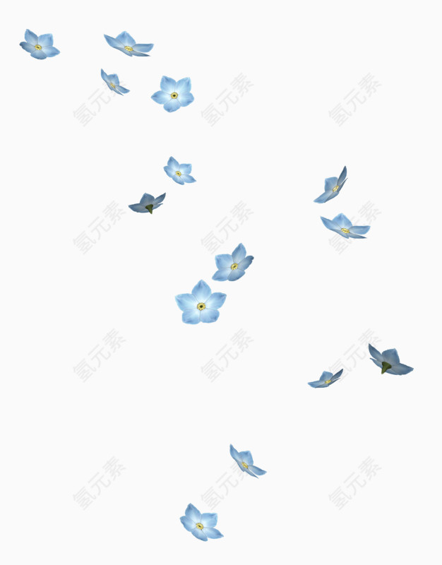 飘散花朵花瓣蓝色小花