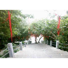 楼梯旁边的许愿树