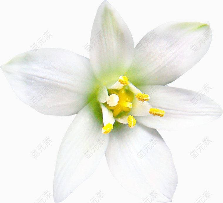 白色假昙花素材