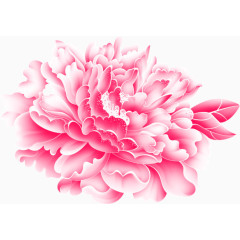 粉色完美绽放花朵花瓣
