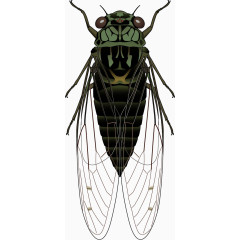 淡绿色花纹蝉矢量素材