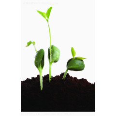 植树节植物发芽图