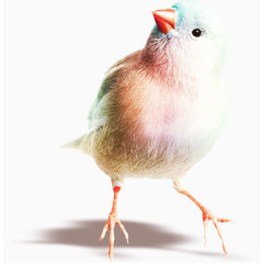 跳起来的白色小鸡