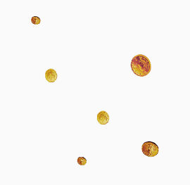 飘落的金币