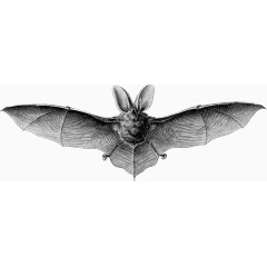 夜晚森林熊出没矢量图