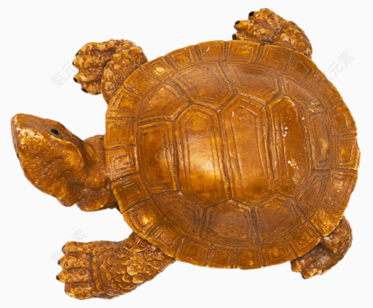 金乌龟