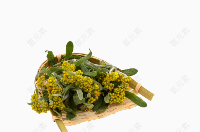 黄色清明菜