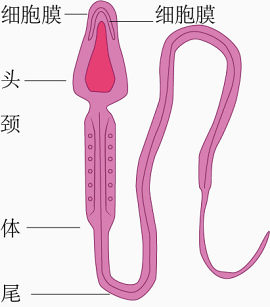 精子解析图