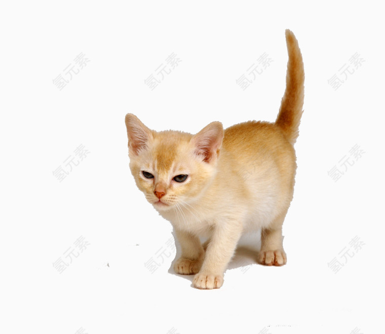 淡黄色猫
