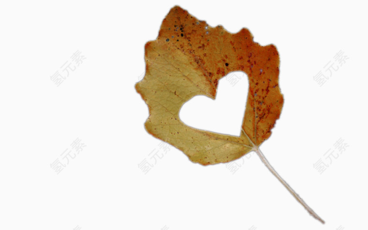 爱心枫叶