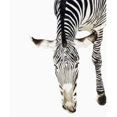 斑马矢量免抠素材