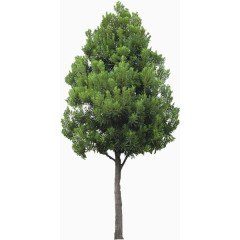 城市绿色创建绿色大树