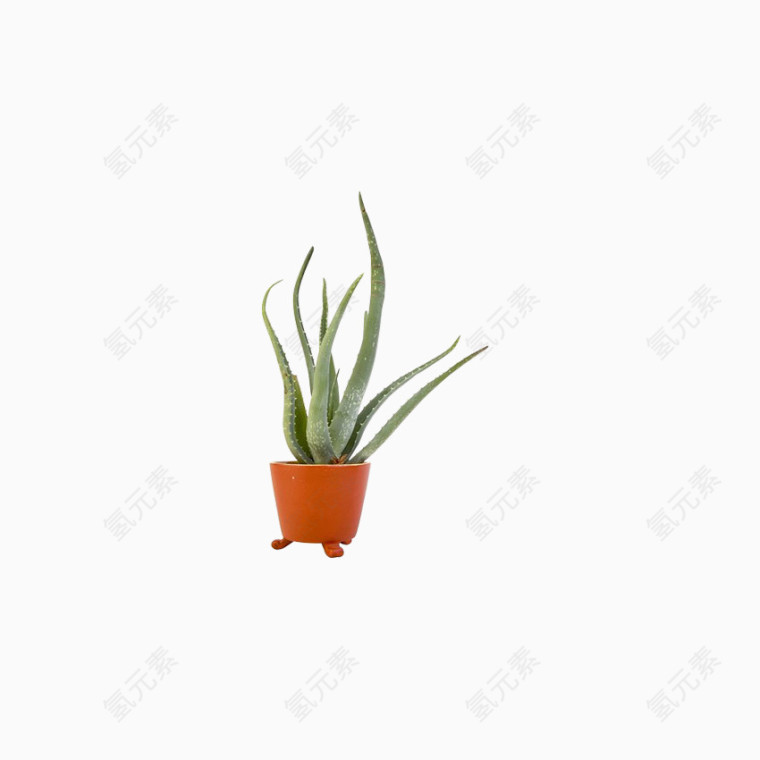 实用花卉