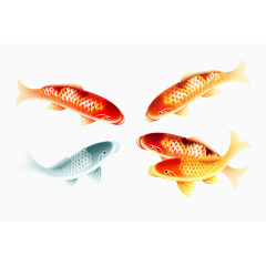 金鱼素材