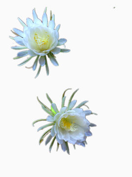 绽放的昙花