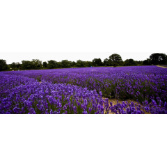 薰衣草花海树林