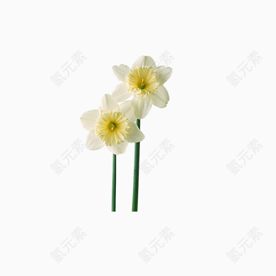 美丽花卉