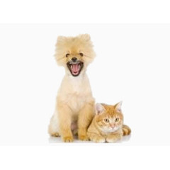 狗与猫