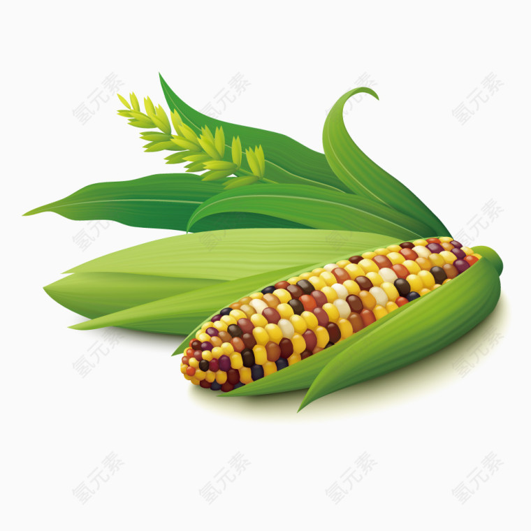 矢量玉米食物