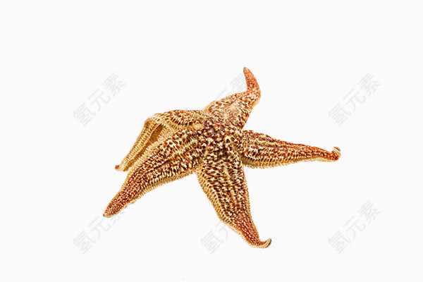 黄色干海星